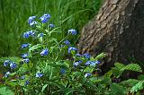 Blue Wildflowers_53732